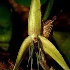 Image result for Bulbophyllum encephalodes