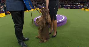 2019 reserve best in show was cuban havanese gchg ch oeste's in the name of love. Bean The Sussex Spaniel Wins The 2018 Westminster Kennel Club Dog Show Sporting Group Fox Sports