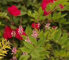 Image result for Indigofera ramosa