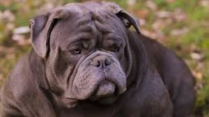 Pocket bully in dogs & puppies for sale. Exotic Bully The Ultimate Guide To The Exotics Barking Royalty