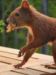 Do Squirrels Eat Meat Are They Omnivores Or Vegetarians