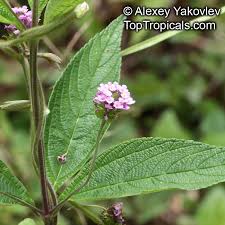 Growing lemon verbena, includes a detailed plant profile for this perennial herb, cold hardiness and tips on keeping lemon verbena alive. Tropical Plant Catalog Toptropicals Com