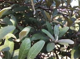 Image result for Tarchonanthus camphoratus