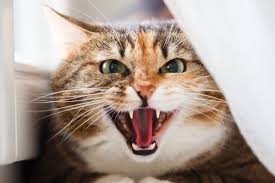 Angry Female Cat Cheap Sale 57 Off Www Ingeniovirtual Com