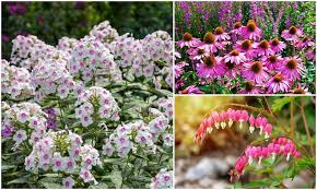Immediately wither from the cold our sissy… 20 Longest Blooming Perennial Flowers For Everlasting Beauty