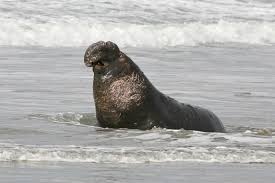 An Elephant Seal Is Observed On Morro Strand State Park Beach January 3 2006