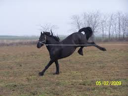 Calul din această rasă se aseamănă foarte mult cu caii pictaţi pe pereţii peşterilor în urmă cu zeci de mii de ani. Reportaj Superb Despre Cai Si Prostia RomaneascÄƒ Welcome To Roxania