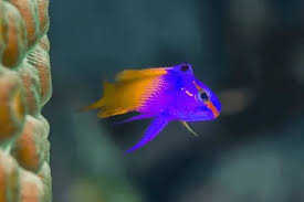 We did not find results for: 13 Most Popular Colorful Fish Fishkeeping World