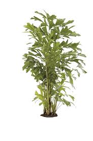 Image result for Caryota