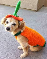 Adorbs Custom Pumpkin Hat And Sweater Pet Halloween By Danidoggiestuff 25 00 Pet Halloween Costumes Cat Halloween Costume Pet Halloween Animals