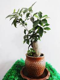 Bonsai Plant Bonsai Plant For Sale Bonsai Plant In Nepal