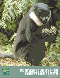 Image result for Pavetta pierlotii