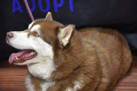 We did not find results for: Texas Husky Rescue