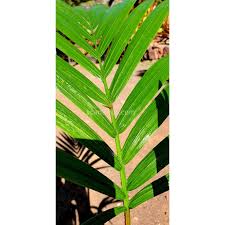 Image result for Hyophorbe indica