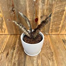 Image result for Sansevieria kirkii