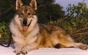 American Tundra Shepherd Dog Shepherd Dog Breeds Wolf Dog Shepherd Dog