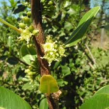 Image result for Sideroxylon inerme