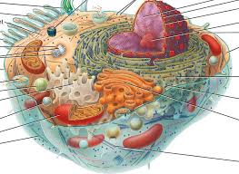 Start studying animal cell model. Typical Animal Cell Diagram Quizlet