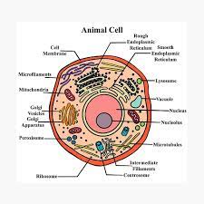 We did not find results for: Labeled Animal Cell Diagram Poster By Bundabear Redbubble