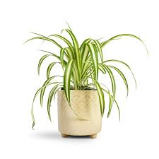 Image result for Chlorophytum