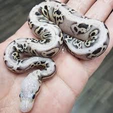 $ 6,000.00 buy albino pied poss leopard pastel spotnose male. Amur Sterling Dg Poss Harliquin By Marcomorphy That S Sweet Pretty Snakes Ball Python Ball Python Morphs