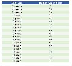 The second year of a dog's life is equal to about nine human years. Davao Puspin Spay Neuter Campaign Hug Your Senior Dogs Please 3 If You Have A Pet Dog Please Love Them And Give Them The Best Life As Our 4 Legged Best Friend Family Baby