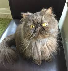 Including calico, pointed, tortoiseshell, tuxedo, tabby, bicolor, unique color markings. Persian Specialty Purebred Cat Rescue