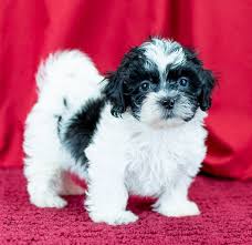 Both were bought at the pet store and are full breeds. Shichon Puppies For Sale In Michigan Michigan Puppy