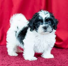 Looking for shichon puppies for sale? Shichon Puppies For Sale In Michigan Michigan Puppy