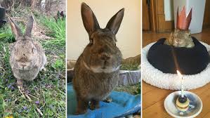 Rabbits require the right diet, suitable housing and companionship to keep them happy throughout their lives. Meet Mick The World S Oldest Rabbit Who Is 16 Years Old Guinness World Records