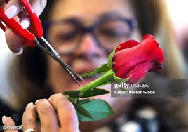 66 Togetherphoto Stock Photos, High-Res Pictures, and Images