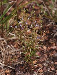 Image result for Neurotheca