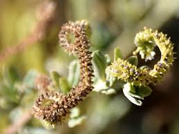 Image result for Euploca ovalifolia