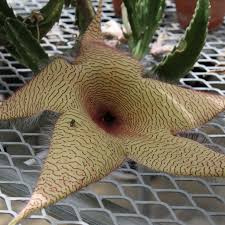 Image result for Stapelia gigantea