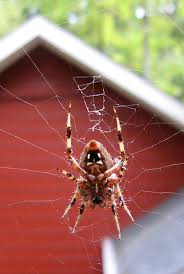 Image result for Neoschumannia