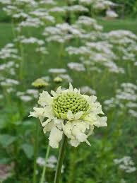 Image result for Cephalaria