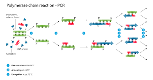 polymerase chain reaction pcr steps types and