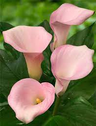 Calla Lily Captain Melrose Zantedeschia Aethiopica Calla Lily Pink Calla Lilies Lily Plants