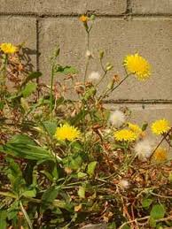 Image result for Sonchus friesii