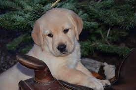 We have a 1yr old golden lab named hunter he was recently sniped and is current on all shots (next set 2016). Carver Labradors Of Washington Labrador Puppies Labrador Puppies Puppy English Labrador Breeder Dog Dogs Labrador Retriever