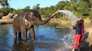 Where to See Elephants in India: 4 ...
