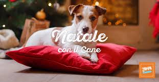Giocattoli del cane di natale, natale palla cane giocattoli. Vacanze Di Natale 2021 Con Il Cane In Italia Dove Andare E Offerte