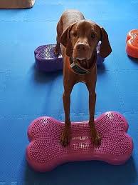 Fitnesstraining Mit Dem Hund Zum Muskel Und Balancetraining Easy Dogs Training Hunde Fitness