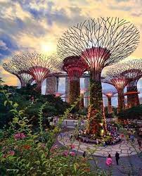 jardines de la bahia singapur singapore garden gardens by the bay good night world