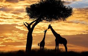 Image result for AFRICA