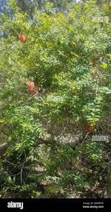 Image result for Melaleuca hypericifolia