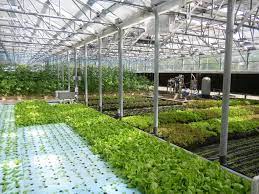 Nft Hydroponics Hydroponics Vegetable Production Greenhouse Backyard Aquaponics Aquaponics Aquaponics Diy