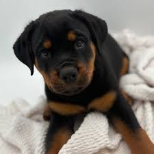 Image result for Rotala gossweileri