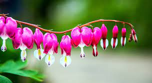 Joli mois de mai se prête bien à la poésie aux rayons printaniers laissons notre âme éclore.l'arbre donne des fleurs et la muse des vers.c'est le mois. 12 Fleurs A Semer En Mai Sans Attendre