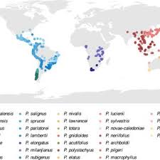 Image result for Aster milanjianus